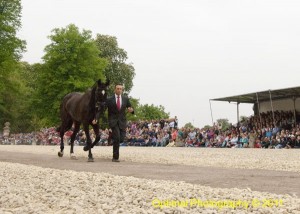 Kilfinnie at Badminton Horse Trials 2011