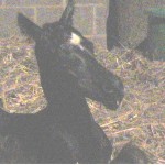 Wickstead Didgeridoo on the day he was born