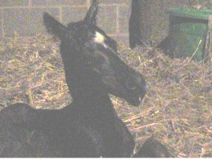 Wickstead Didgeridoo on the day he was born