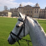 Kilronan pauses to admire the view at Badminton