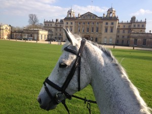 Kilronan pauses to admire the view at Badminton